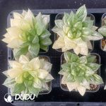 [RTS]Haworthia baocao variegated - Image 2