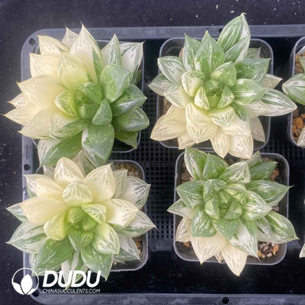 [RTS]Haworthia baocao variegated - Image 2