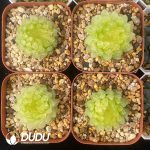 [RTS]Haworthia Cherry Variegated - Image 2