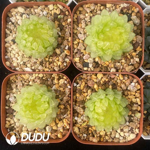 [RTS]Haworthia Cherry Variegated - Image 2