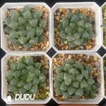 [RTS]Haworthia Cooperi Toon Variegated (Low Variegation) - Image 2
