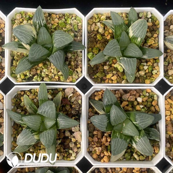 [RTS]Haworthia Jupiter Cricut Variegated (Low Variegation) - Image 2