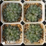 [RTS]Haworthia cooperi var. pilifera (Low Variegation) - Image 2