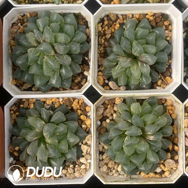 [RTS]Haworthia cooperi var. pilifera (Low Variegation) - Image 2