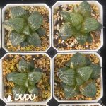 [RTS]Haworthia Comptoniana’akan (Low Variegation) - Image 2