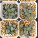 [RTS]Haworthia maughanii ‘Okubo’ (Seedling, Low Variegation) - Image 2