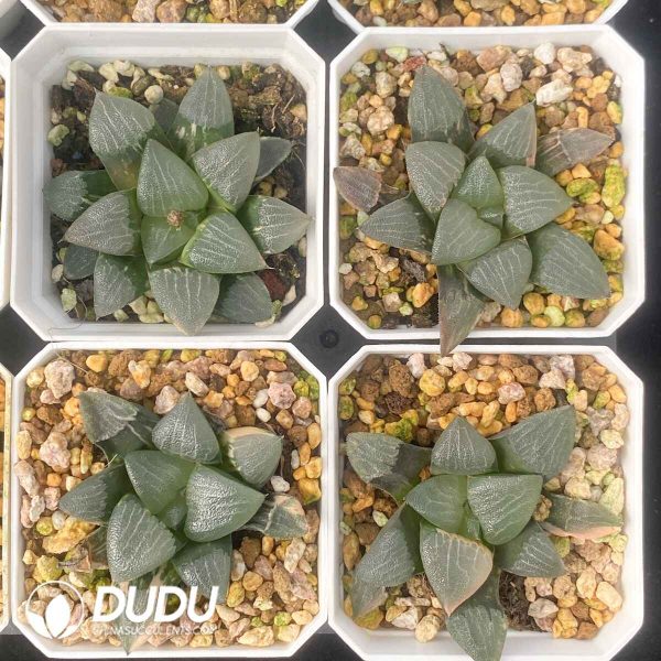 [RTS]Haworthia maughanii ‘Okubo’ (Seedling, Low Variegation) - Image 2