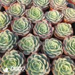 Echeveria Snow White - Image 2