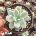 Sedum Clavatum - Image 2