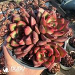 Echeveria Cherry 2-3 Head Clustering - Image 2
