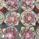 Echeveria Nodulosa - Image 2