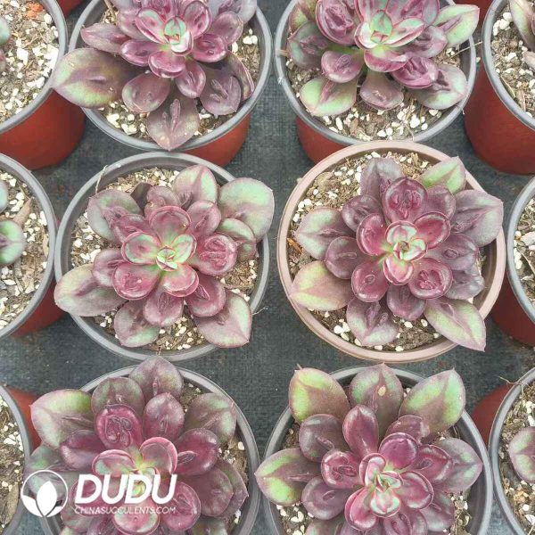 Echeveria Nodulosa - Image 2