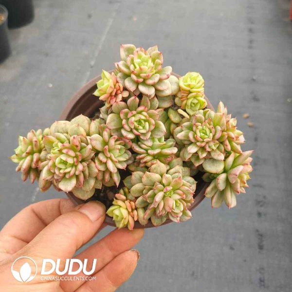 Echeveria Rolly - Image 2