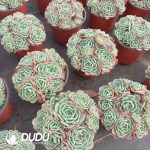 Echeveria Secunda - Image 2