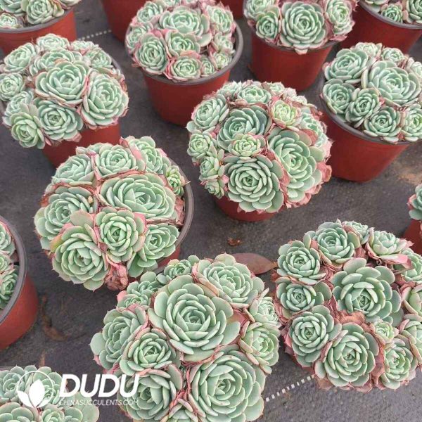 Echeveria Secunda - Image 2