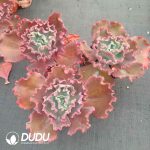 Echeveria Meridian Shell - Image 2