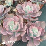Echeveria Dutch Queen - Image 2