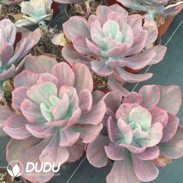Echeveria Dutch Queen - Image 2