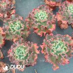 Echeveria Wedding Dress - Image 2