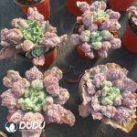 Echeveria Baron Bold - Image 2