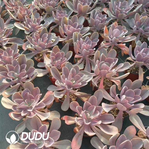 Echeveria Myrtilla - Image 2