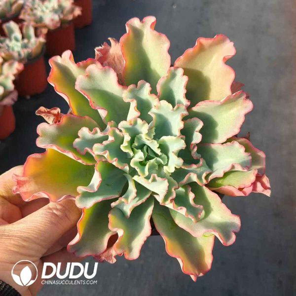 Echeveria Aquarius - Image 2