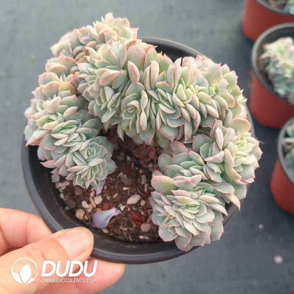 Echeveria Onslow Cristata - Image 2