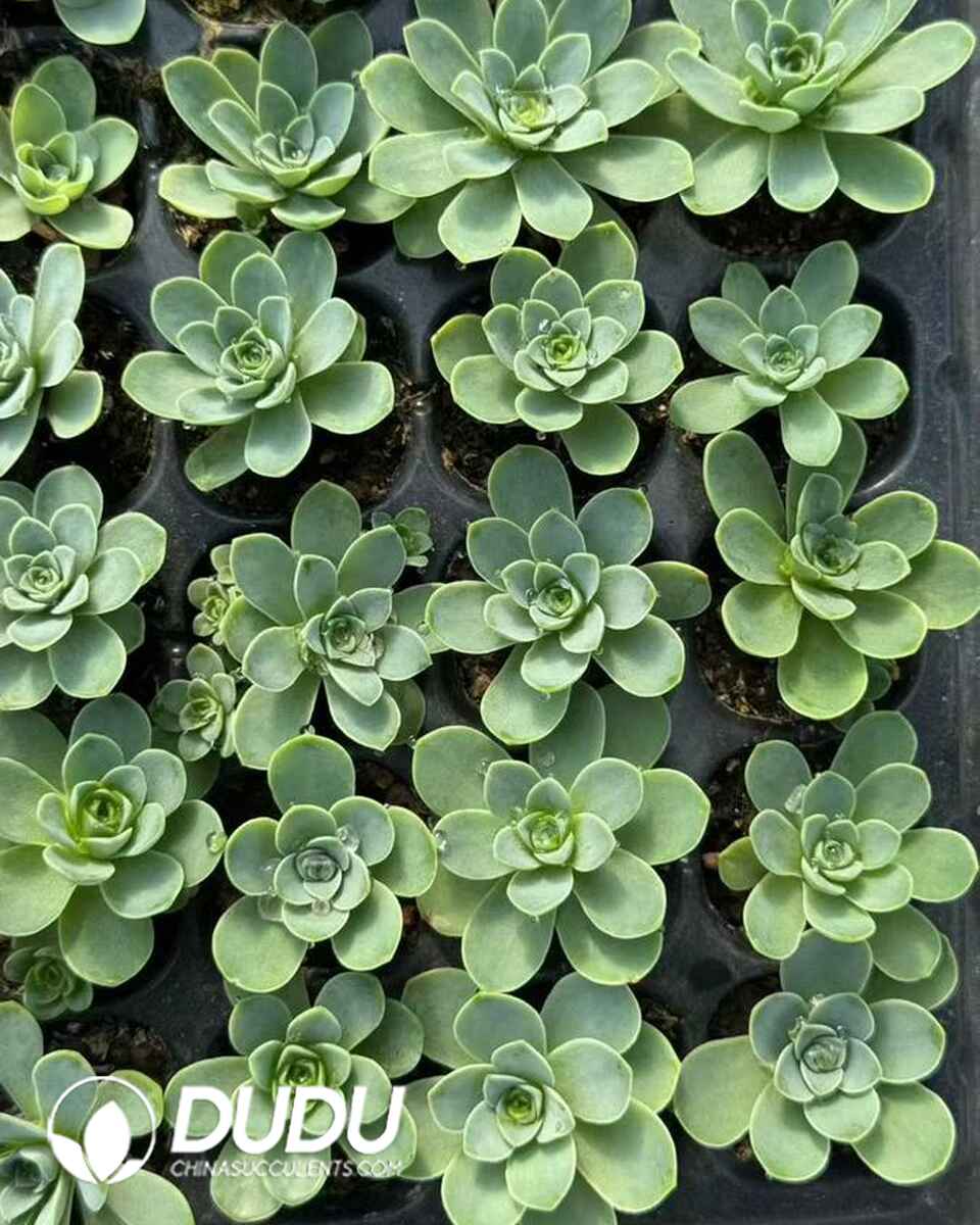 AE13665S30-SEL105.jpg 105pcs Aeonium Greenovia Diplocycla Seedlings - Image 1