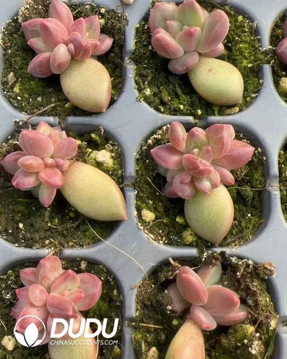 EC13597S30-SEL105.jpg 105pcs Echeveria Mist Bubble Seedlings - Image 1