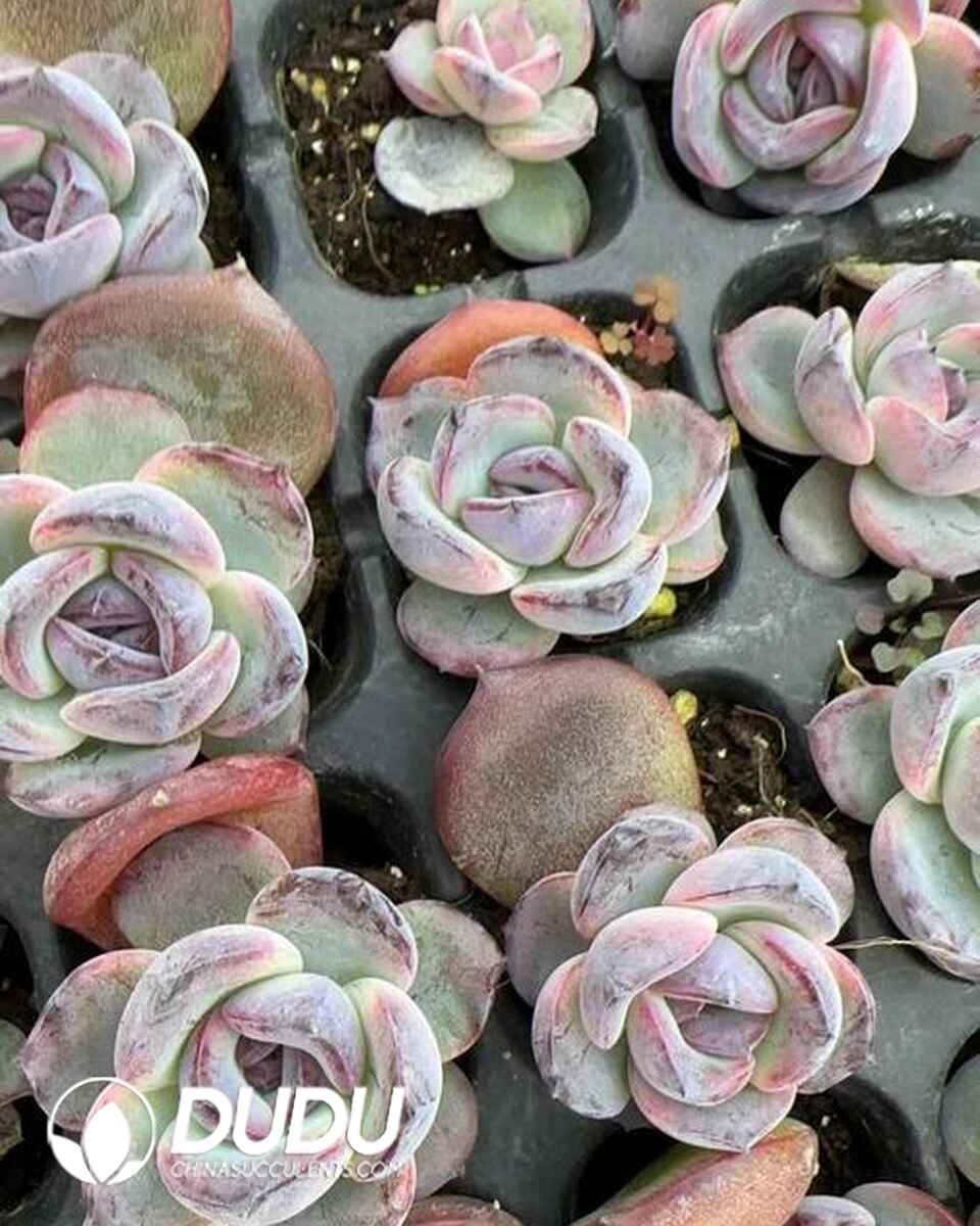 EC13598S30-SEL105.jpg 105pcs Echeveria Black Orange Seedlings - Image 1