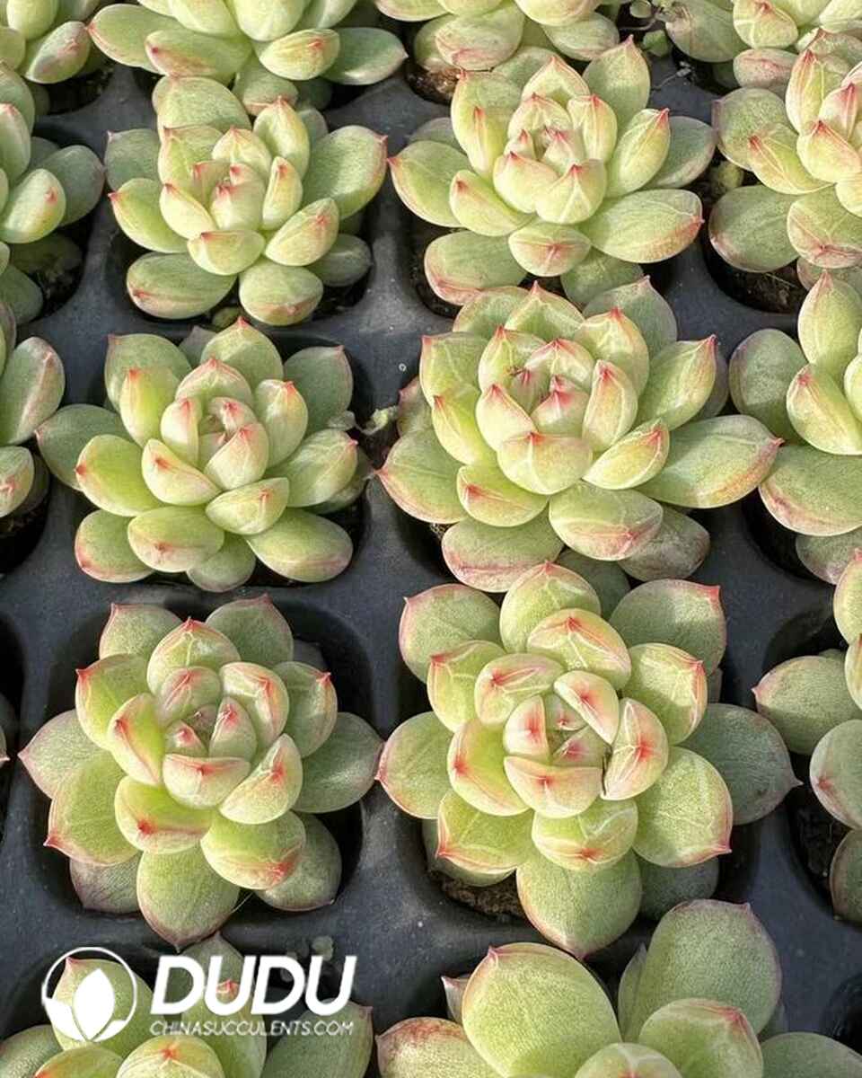 EC13599S30-SEL105.jpg 105pcs Echeveria Snow Jenny Seedlings - Image 1