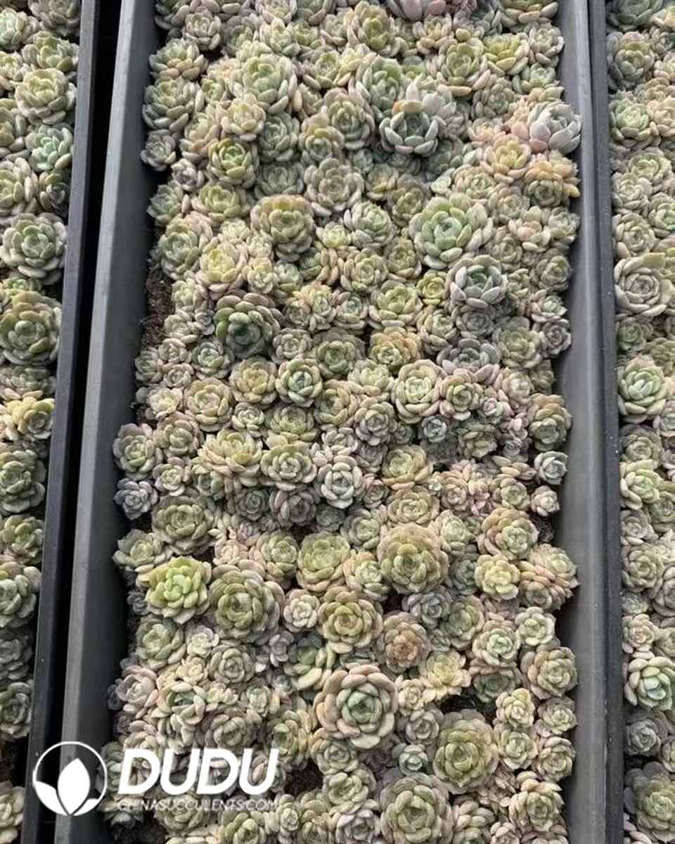 EC13601S30-SEL105.jpg 105pcs Echeveria White Lover Seedlings - Image 1