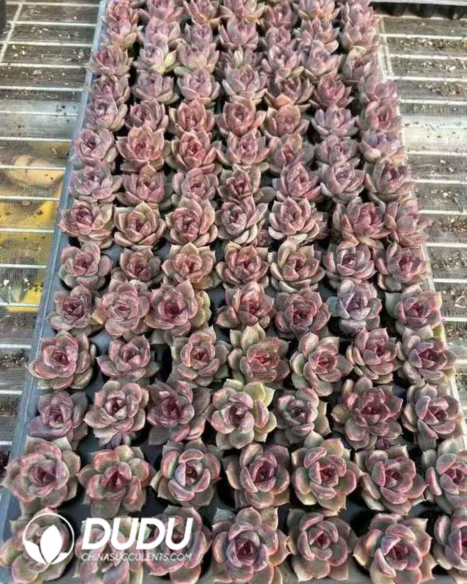 EC13604S30-SEL105.jpg 105pcs Echeveria Agavoides Amethyst Seedlings - Image 1