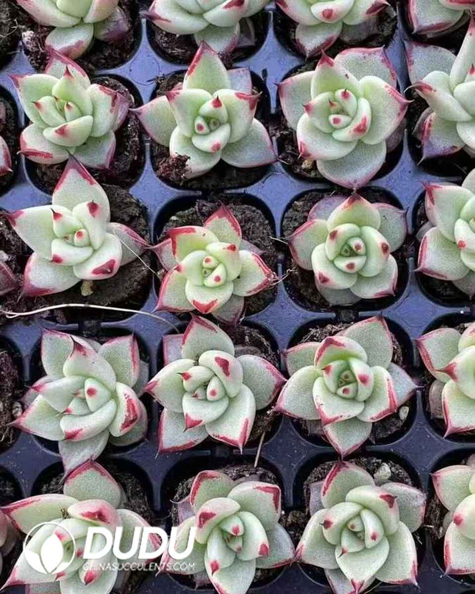 EC13605S30-SEL105.jpg 105pcs Echeveria Ebony Red Edge Seedlings - Image 1