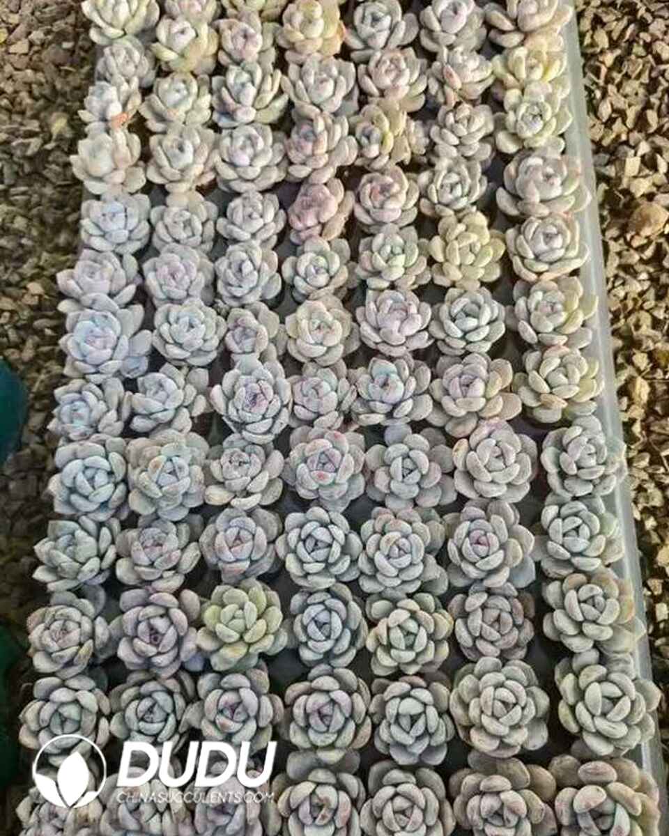 EC13607S30-SEL105.jpg 105pcs Echeveria Elegans Potosina Seedlings - Image 1