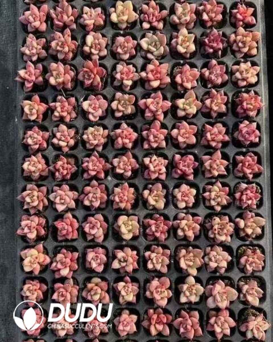 EC13608S30-SEL105.jpg 105pcs Echeveria Romeo Seedlings - Image 1