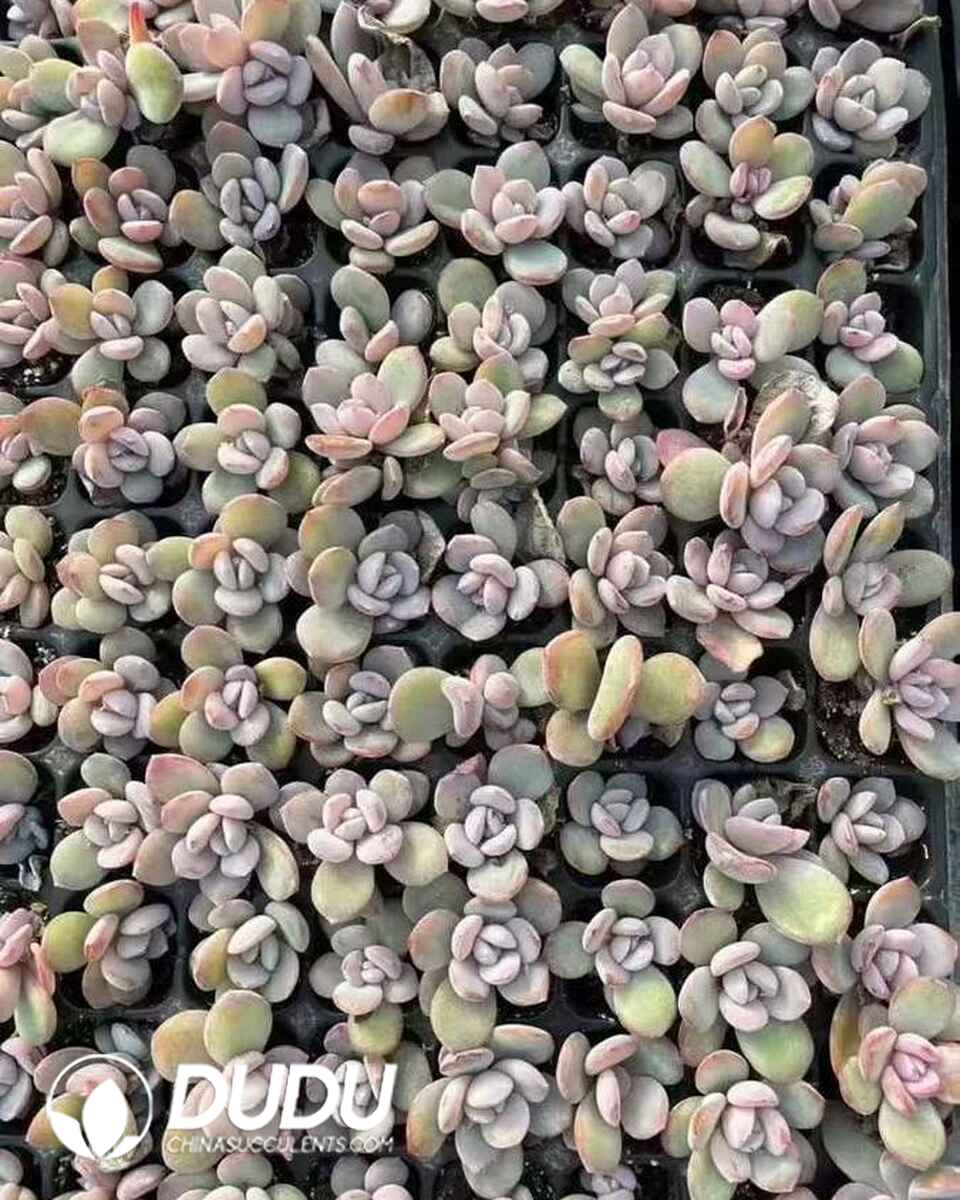 EC13612S30-SEL105.jpg 105pcs Echeveria Milk Tea Seedings - Image 1