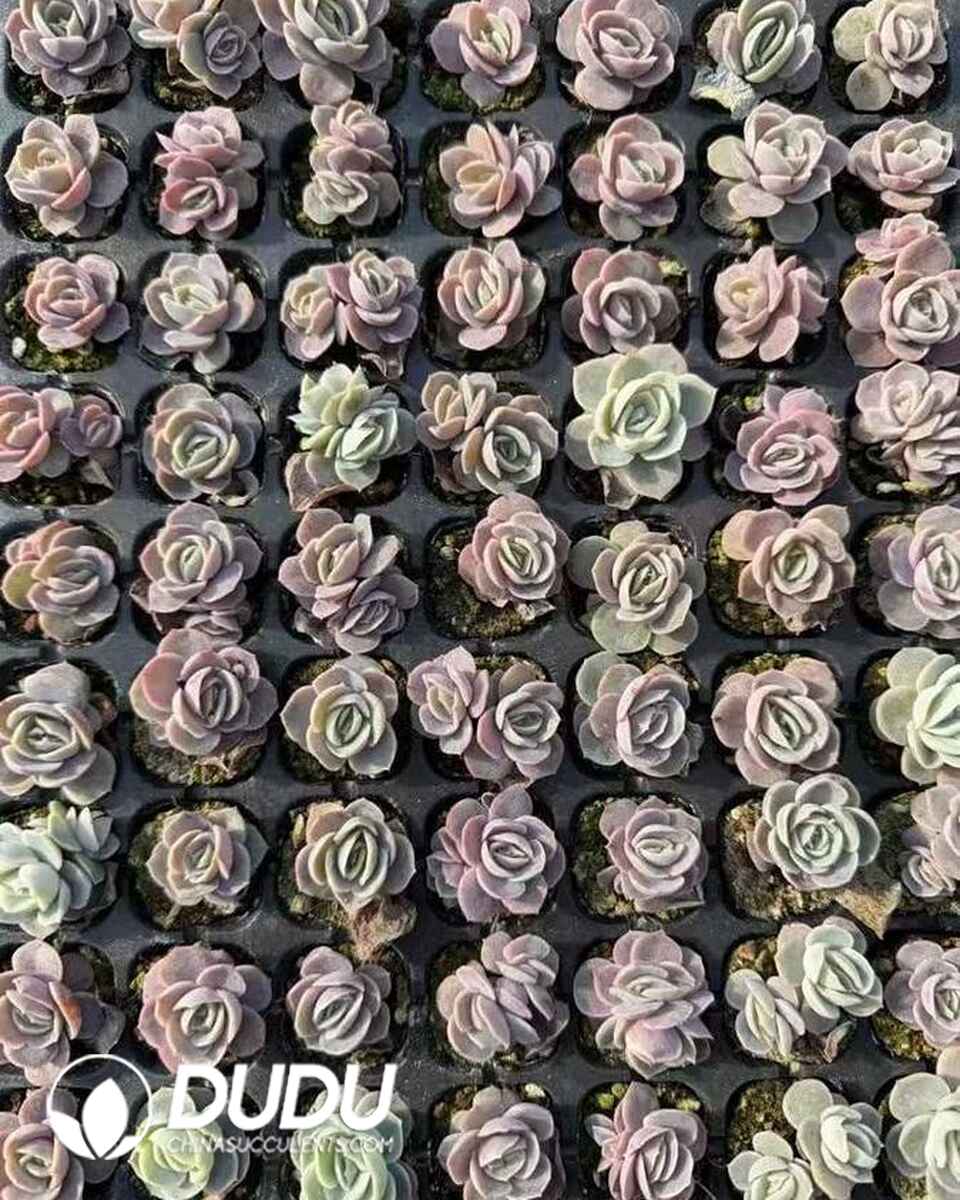 EC13615S30-SEL105.jpg 105pcs Echeveria Blue Surprise Seedings - Image 1