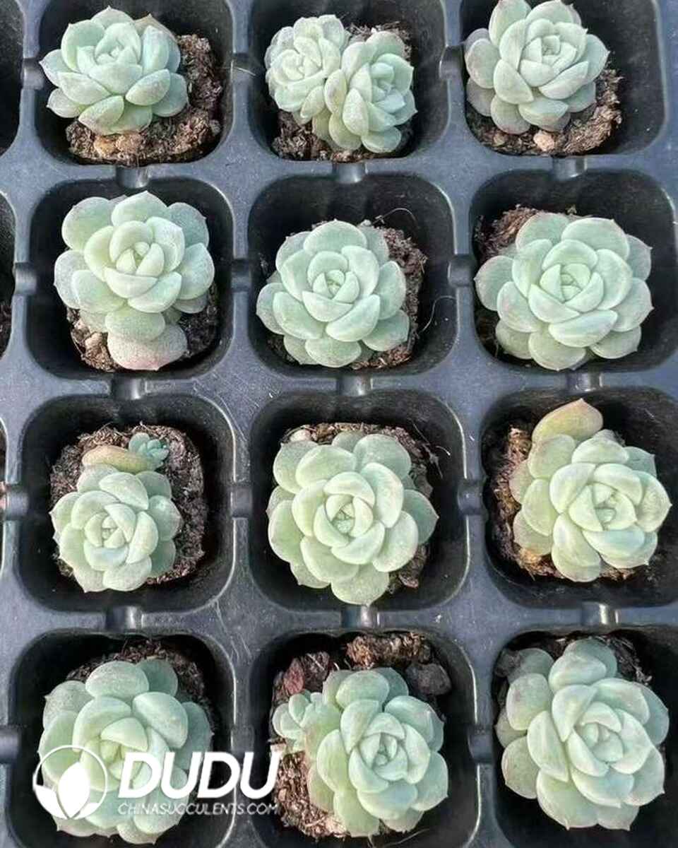 EC13658S30-SEL105.jpg 105pcs Echeveria Endless Lamp Seedlings - Image 1