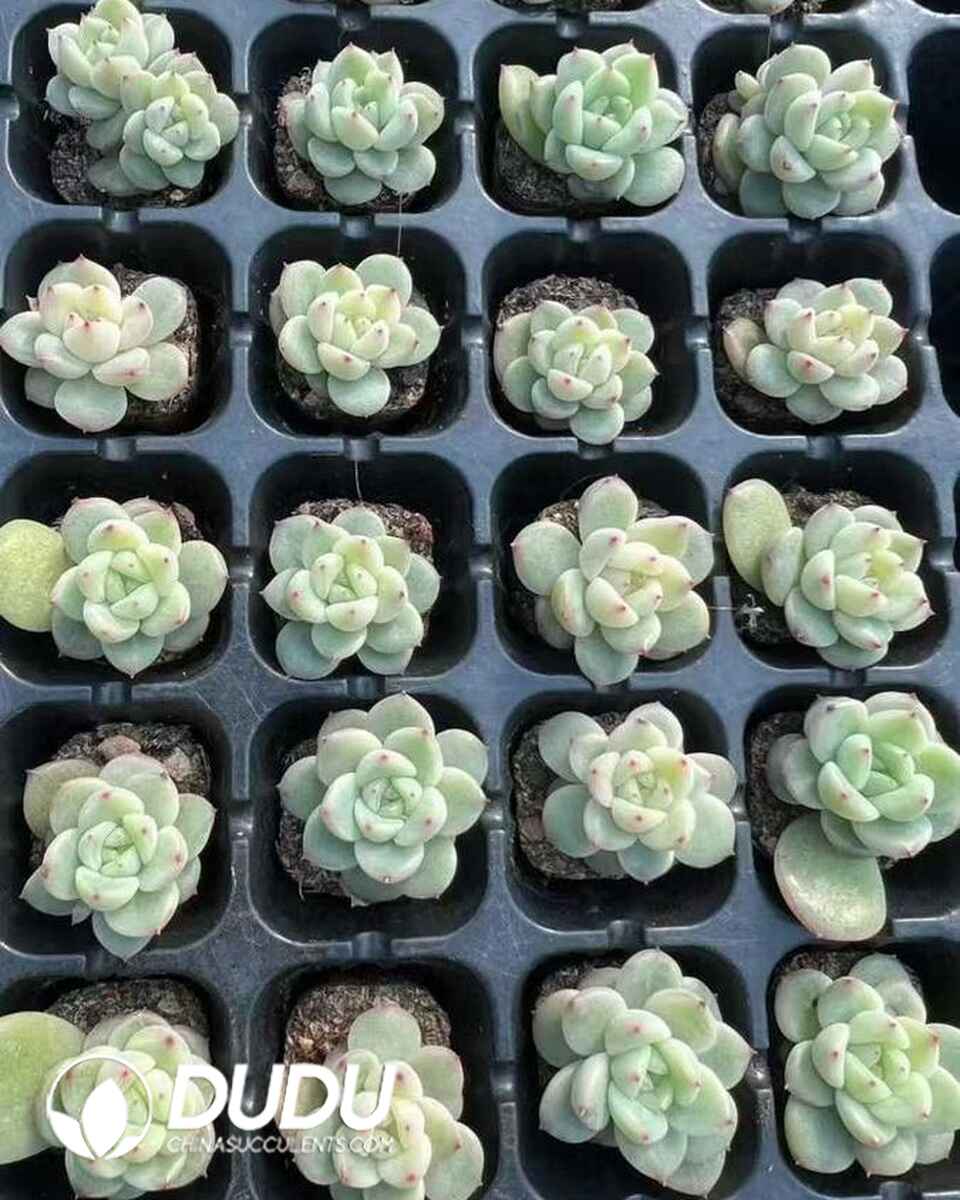 EC13659S30-SEL105.jpg 105pcs Echeveria Magic Seedlings - Image 1