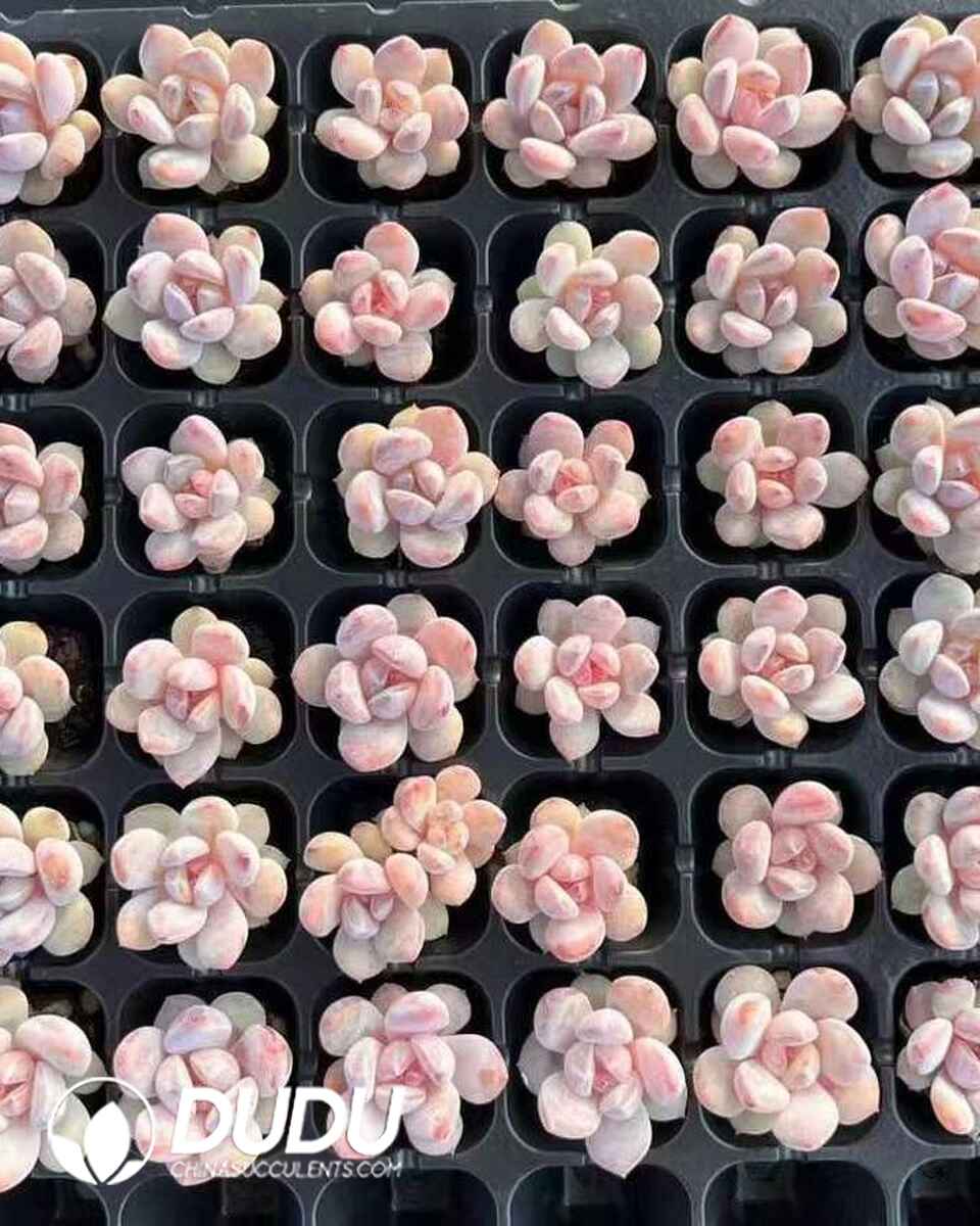 EC13660S30-SEL105.jpg 105pcs Echeveria Chalk Seedlings - Image 1
