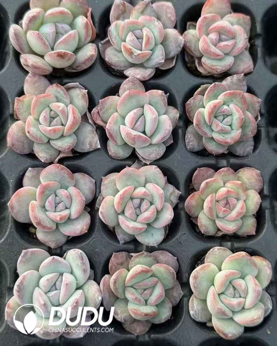 EC13661S30-SEL105.jpg 105pcs Echeveria Strawberry Cream Puffs Seedlings - Image 1