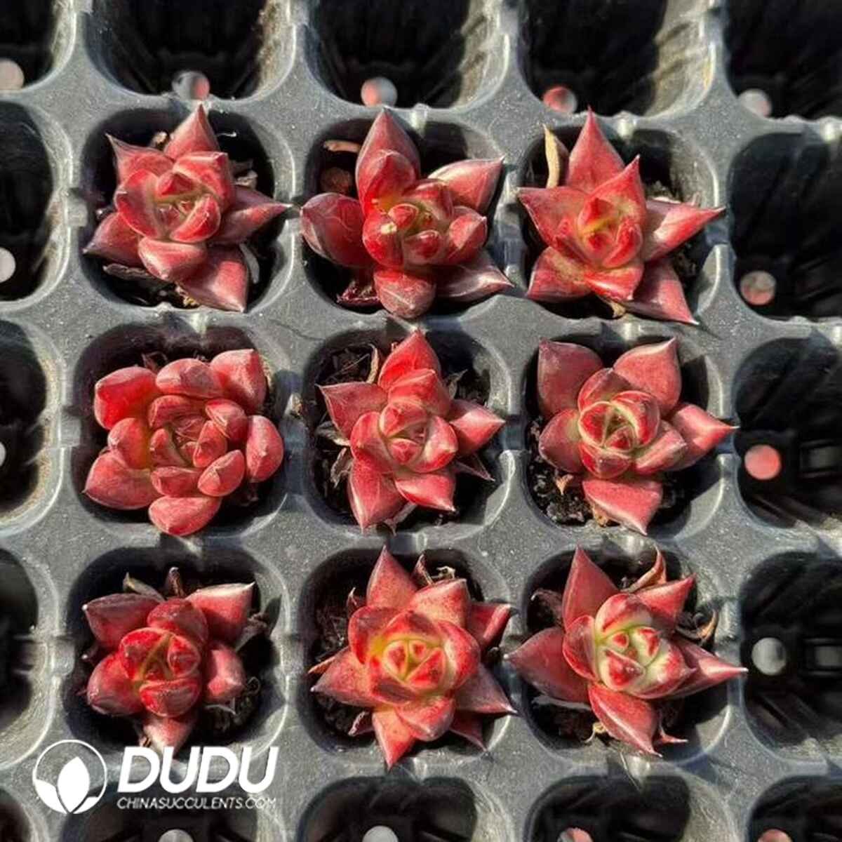 EC13662S30-SEL105.jpg 105pcs Echeveria Red Knight Seedlings - Image 1