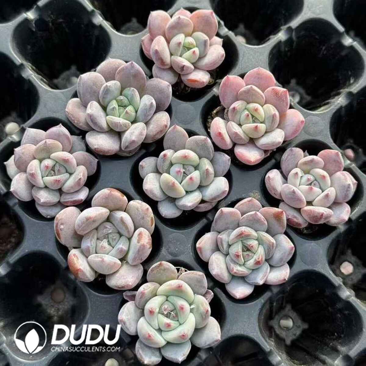 EC13666S30-SEL105.jpg 105pcs Echeveria Blue Dream Seedlings - Image 1