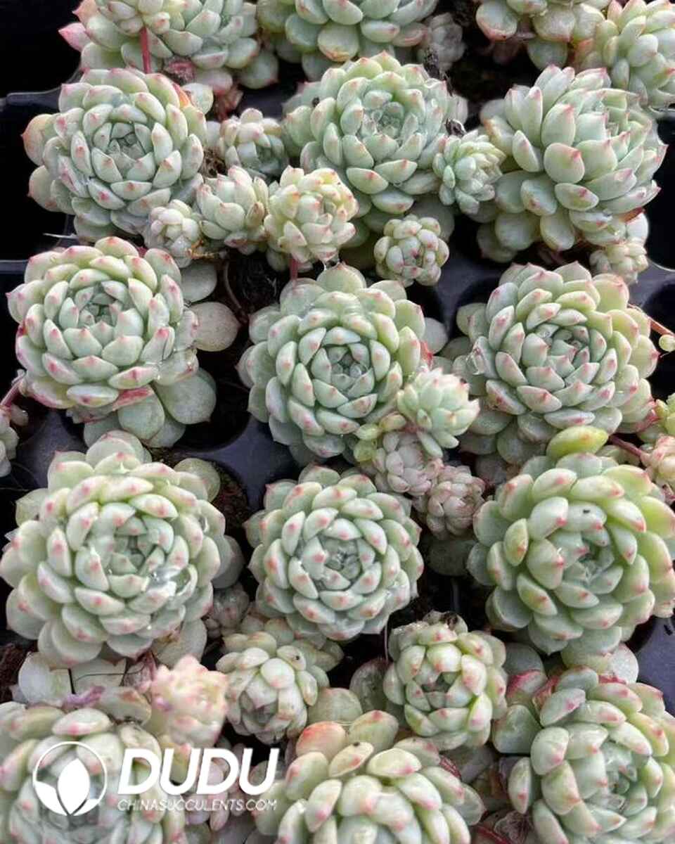 EC13672S30-SEL105.jpg 105pcs Echeveria Small Red Boat With Babies Seedlings - Image 1