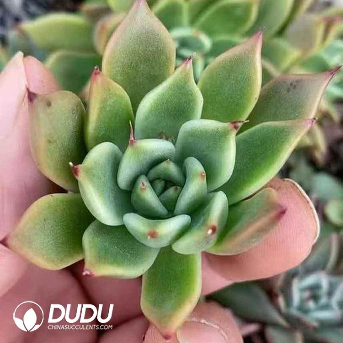 EC13694S30-CUT500.jpg 500pcs Echeveria Halloween Eve Cuttings - Image 1