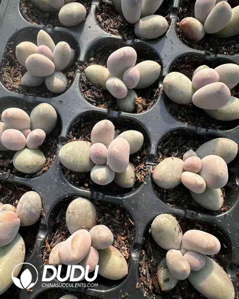 PA13641S30-SEL105.jpg 105pcs Pachysedum Mickey Milk Seedings - Image 1