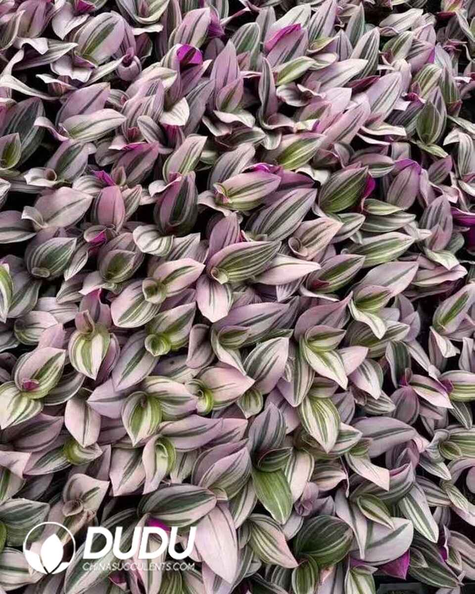 TRA13611S30-SEL72.jpg 72pcs Tradescantia Oil Painting Seedings - Image 1