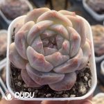 Echeveria Sugar Heart