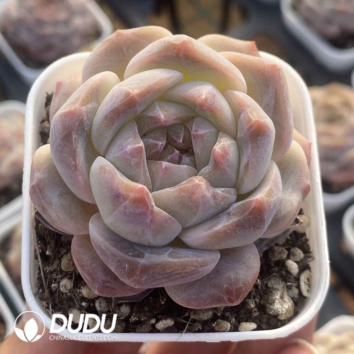 e201-1.jpg Echeveria Sugar Heart - Image 1